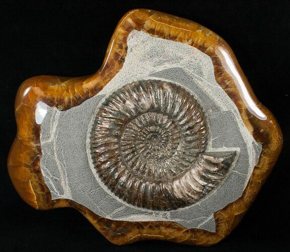 Russian Ammonite (Speetoniceras) - Argyllite Base #15593